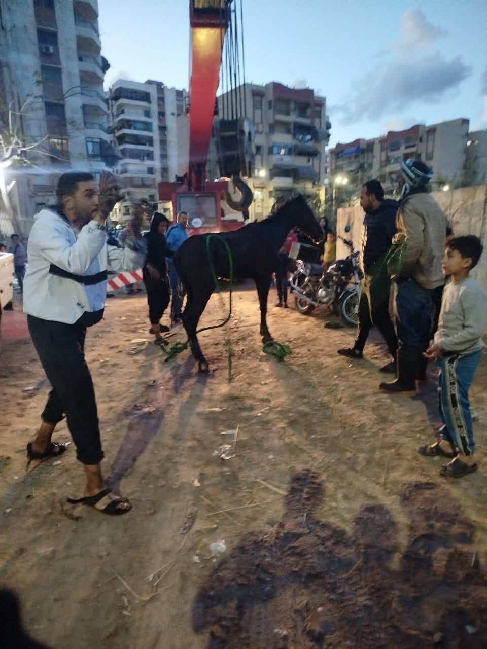 إنقاذ حصان ببورسعيد 