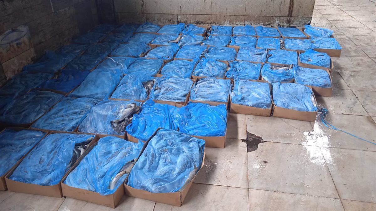 ضبط 15 طن أسماك ورنجة غير صالحة للاستهلاك بالمنوفية قبل شم النسيم