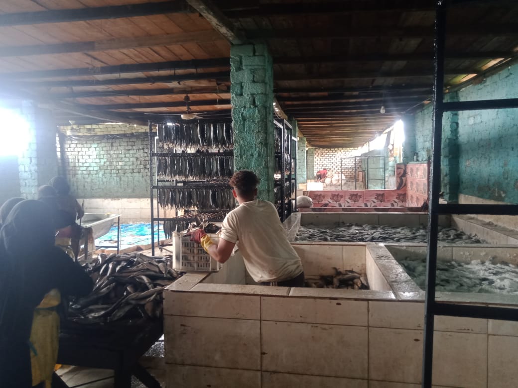 ضبط 15 طن أسماك ورنجة غير صالحة للاستهلاك بالمنوفية قبل شم النسيم