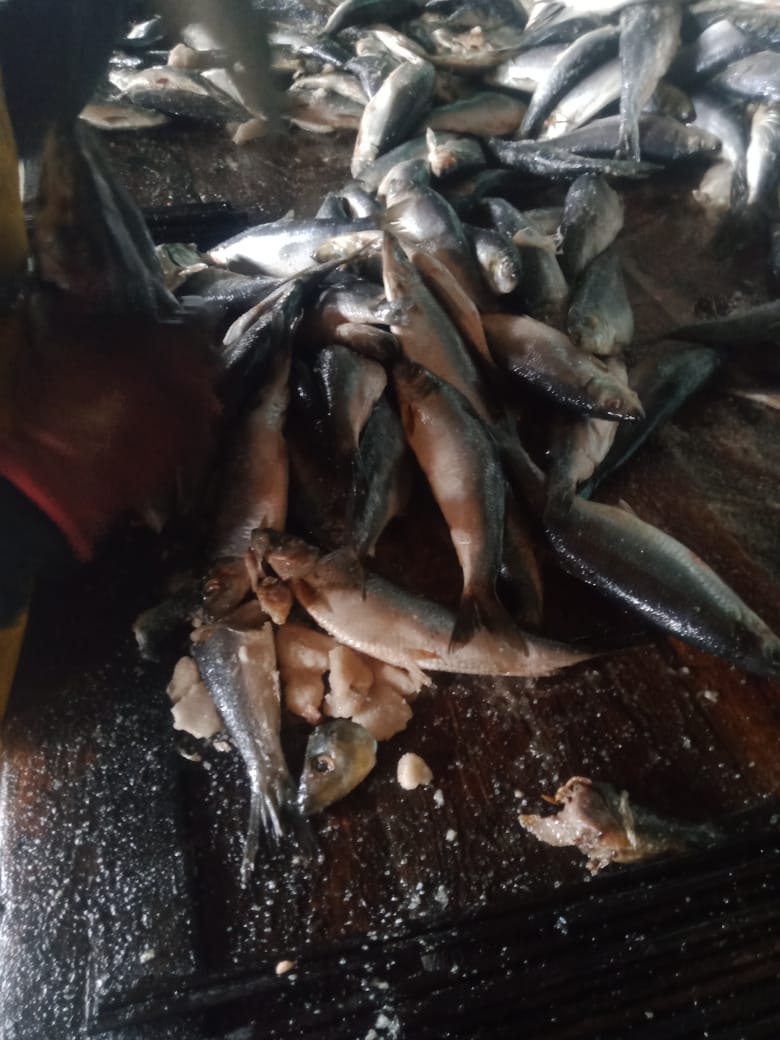 ضبط 15 طن أسماك ورنجة غير صالحة للاستهلاك بالمنوفية قبل شم النسيم