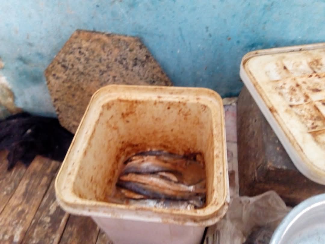 ضبط أسماك مملحة لا تصلح للاستهلاك الآدمي