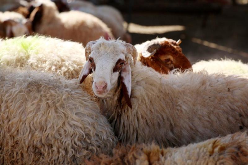 ماهي شروط الأضحية؟