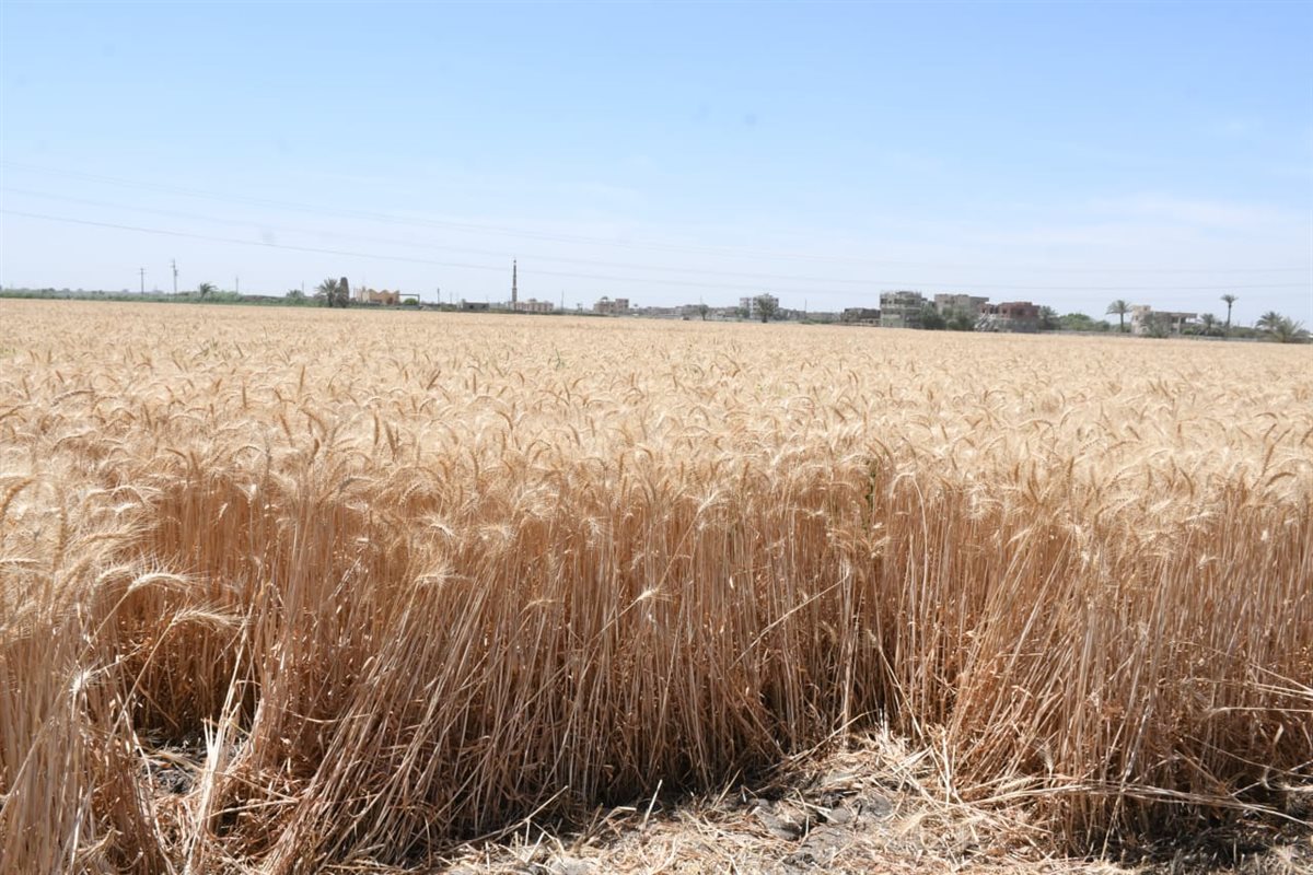 حصاد القمح في الفيوم 