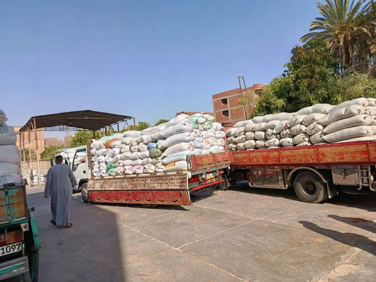 موسم توريد القمح بالأقصر