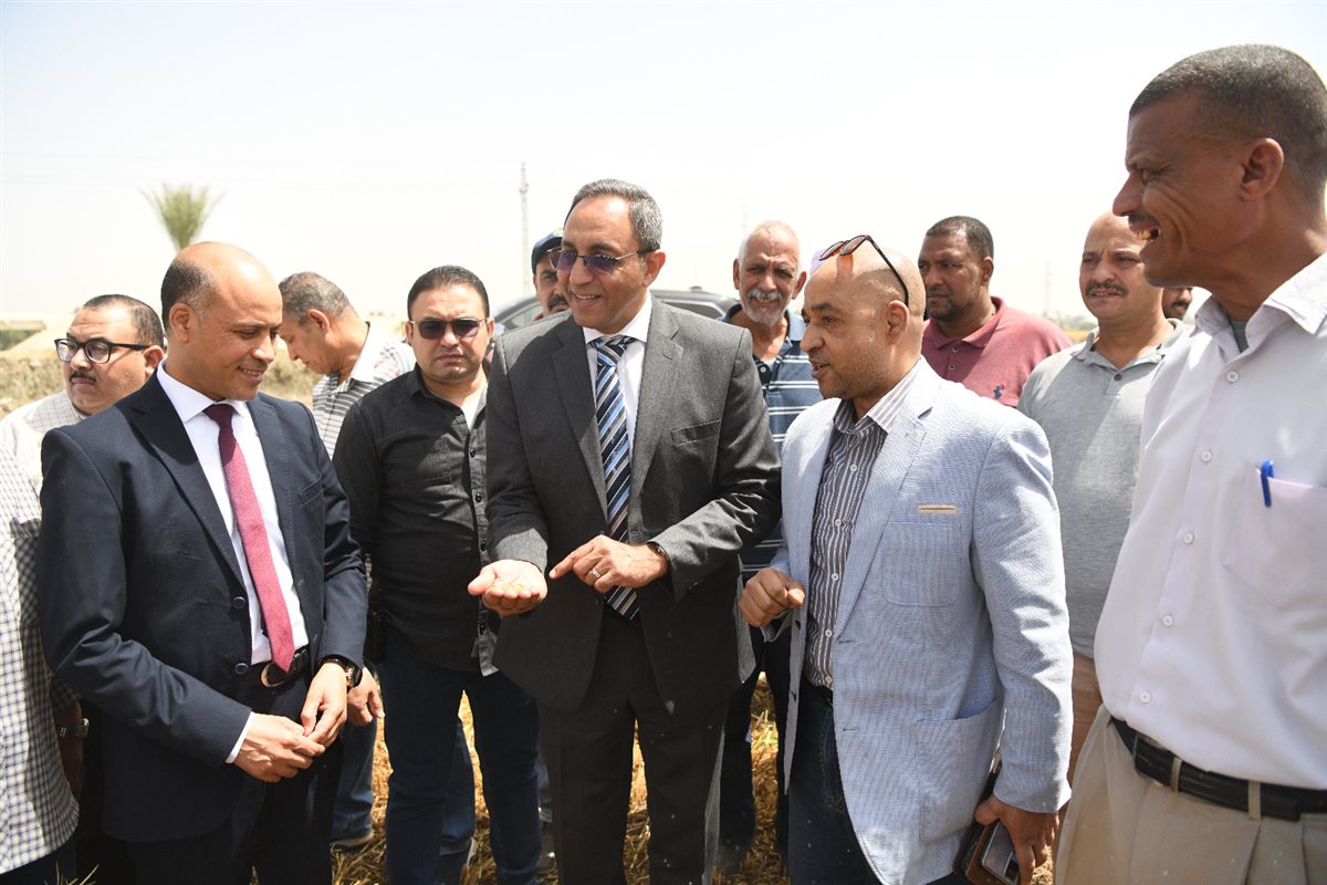 بدء توريد القمح