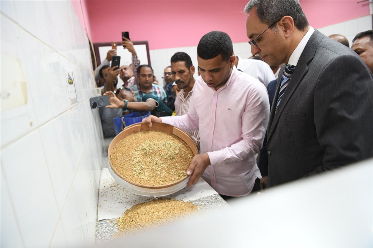 بدء توريد القمح