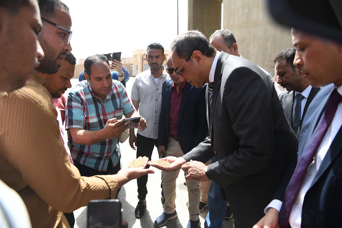 بدء توريد القمح