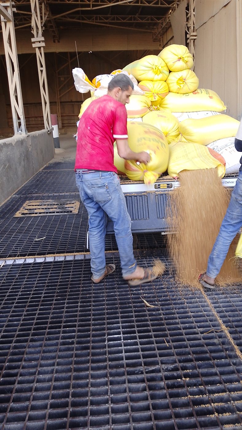 توريد القمح بالدقهلية