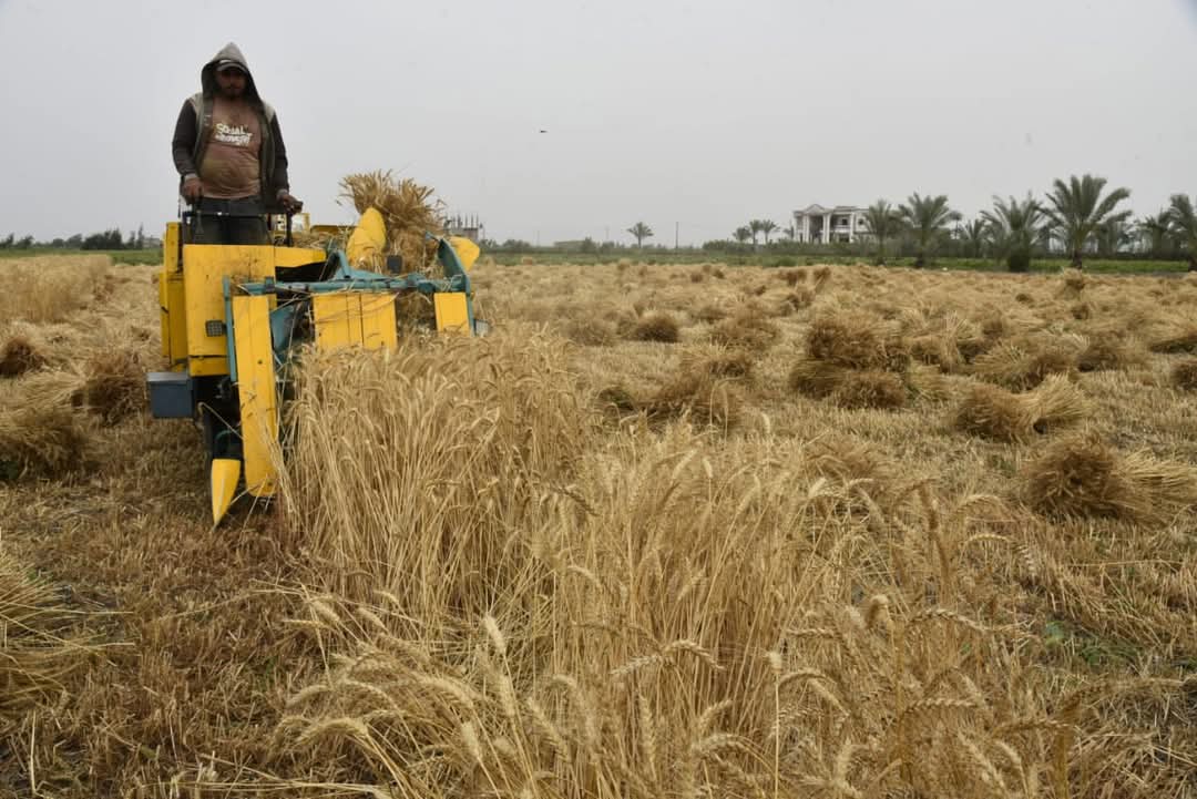 موسم حصاد القمح ببورسعيد 