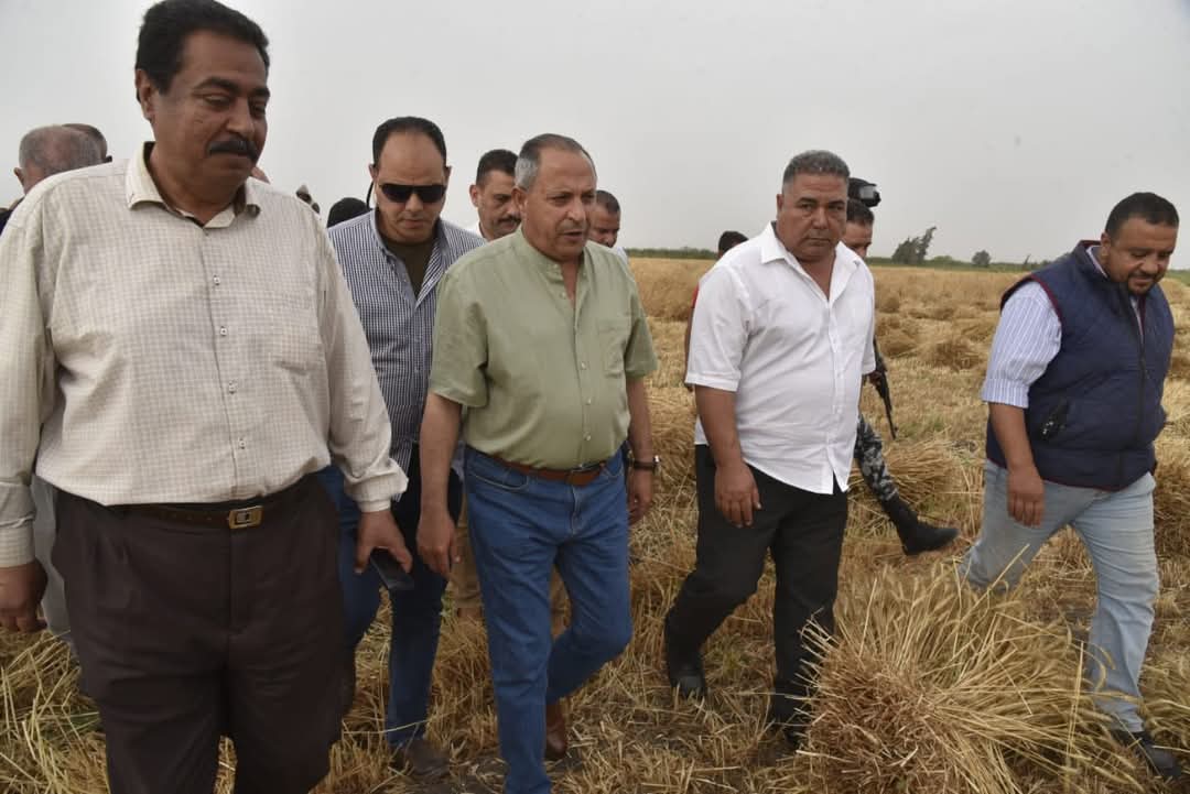 موسم حصاد القمح ببورسعيد 