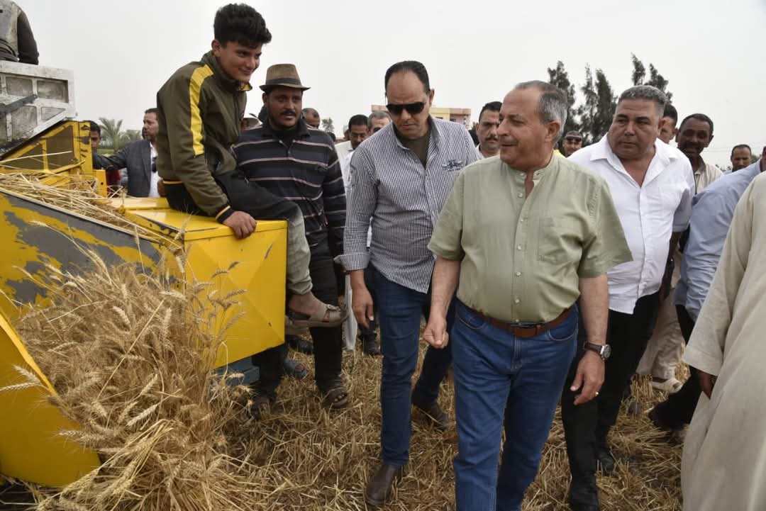 موسم حصاد القمح ببورسعيد 