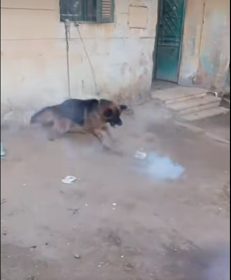 ربط كلب وترهيبه بالألعاب النارية