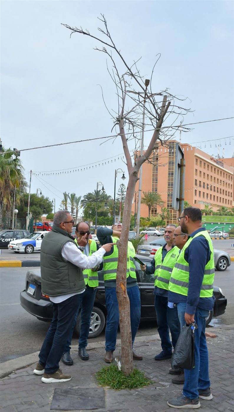 زراعة أشجار البونسيانا ببورسعيد 
