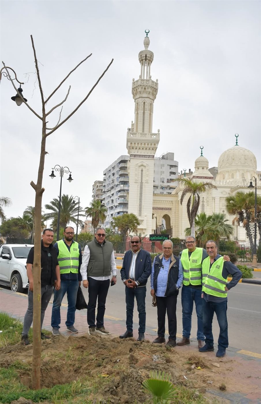 زراعة أشجار البونسيانا ببورسعيد 