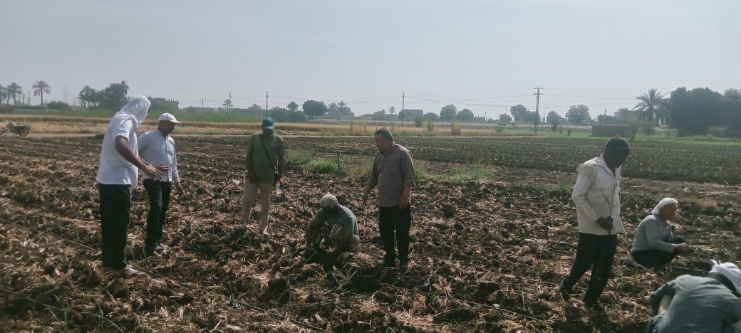 زراعة القصب بالشتلات في الاقصر