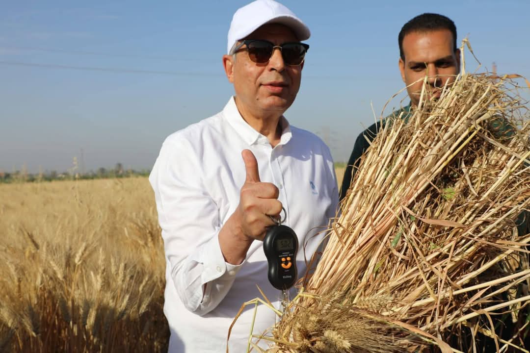 محافظ المنيا يتابع حصاد محصول القمح