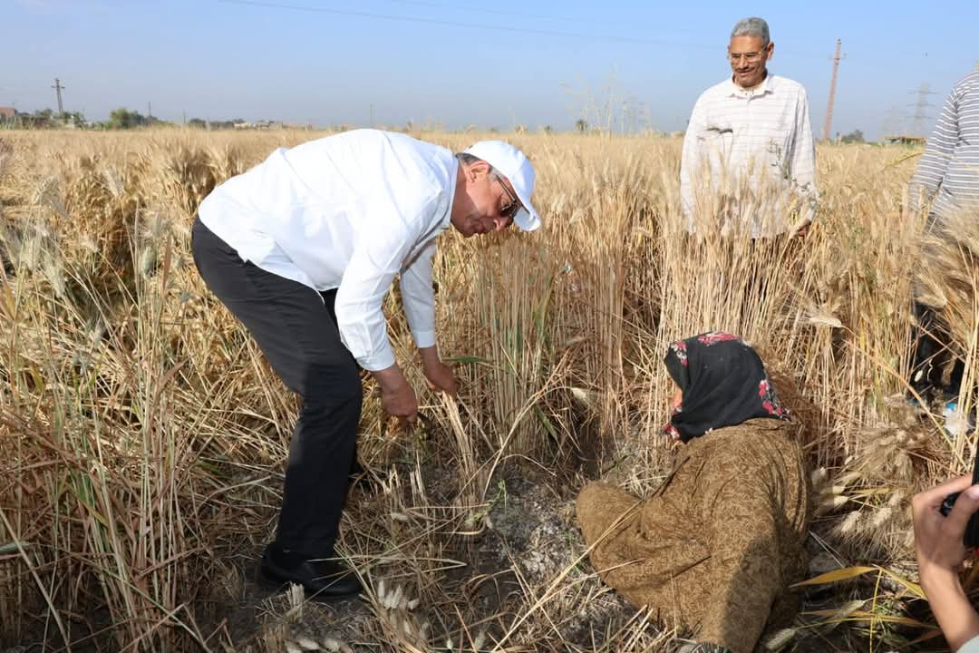 محافظ المنيا يتابع حصاد محصول القمح