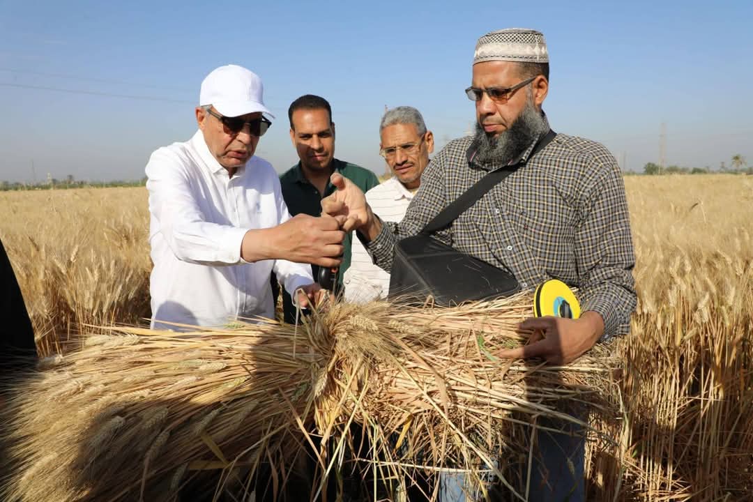 محافظ المنيا يتابع حصاد محصول القمح