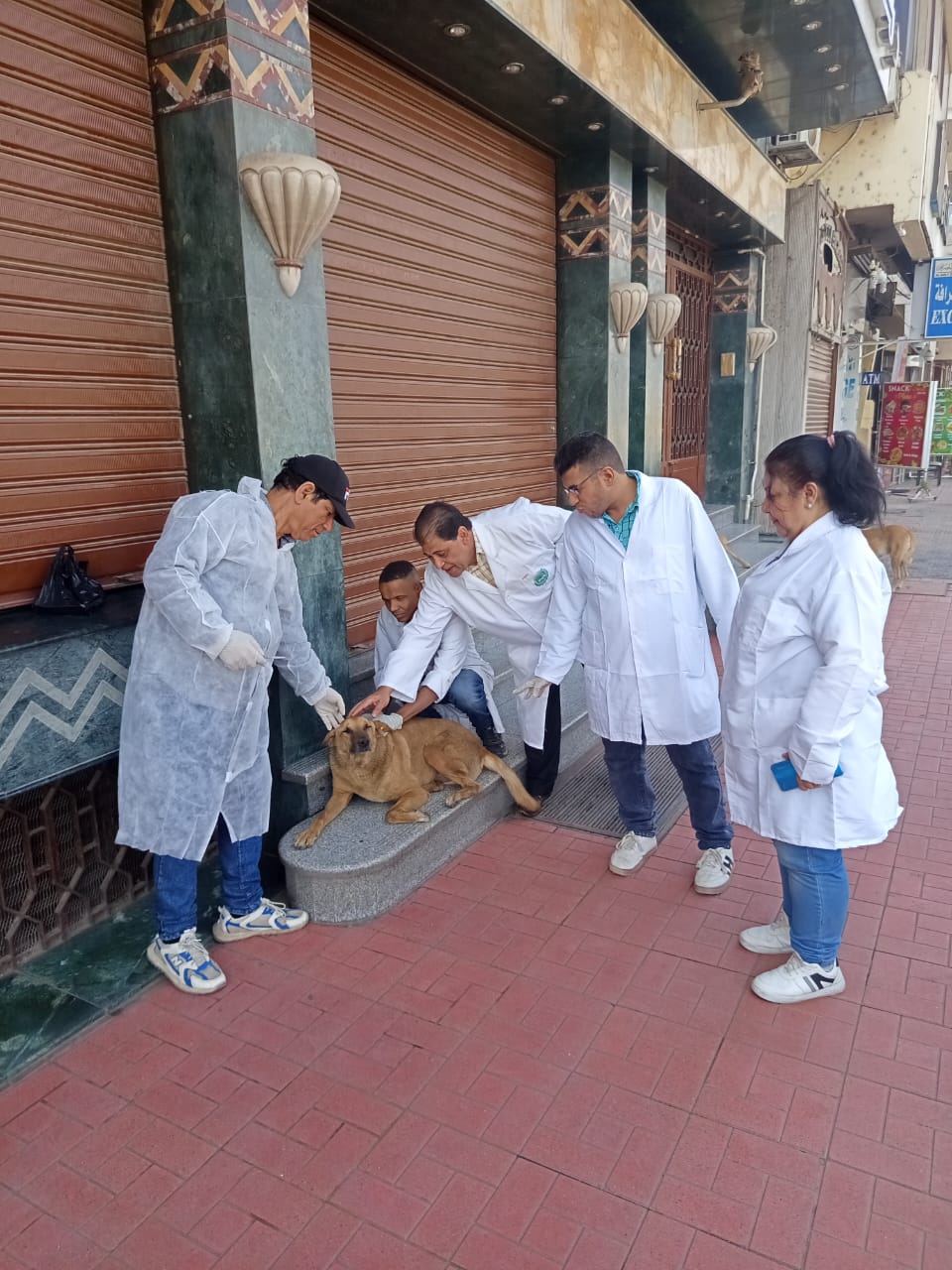 حملة لتطعيم الكلاب بشوارع الأقصر