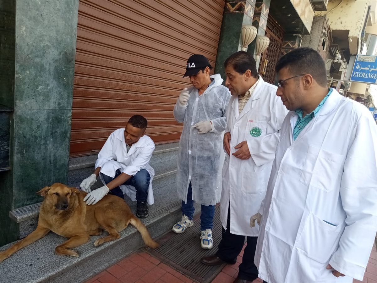 حملة لتطعيم الكلاب بشوارع الأقصر