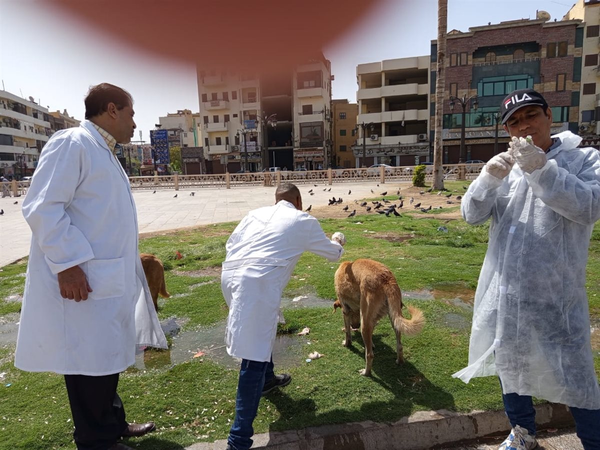 حملة لتطعيم الكلاب بشوارع الأقصر