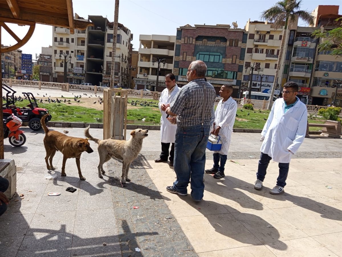 حملة لتطعيم الكلاب بشوارع الأقصر