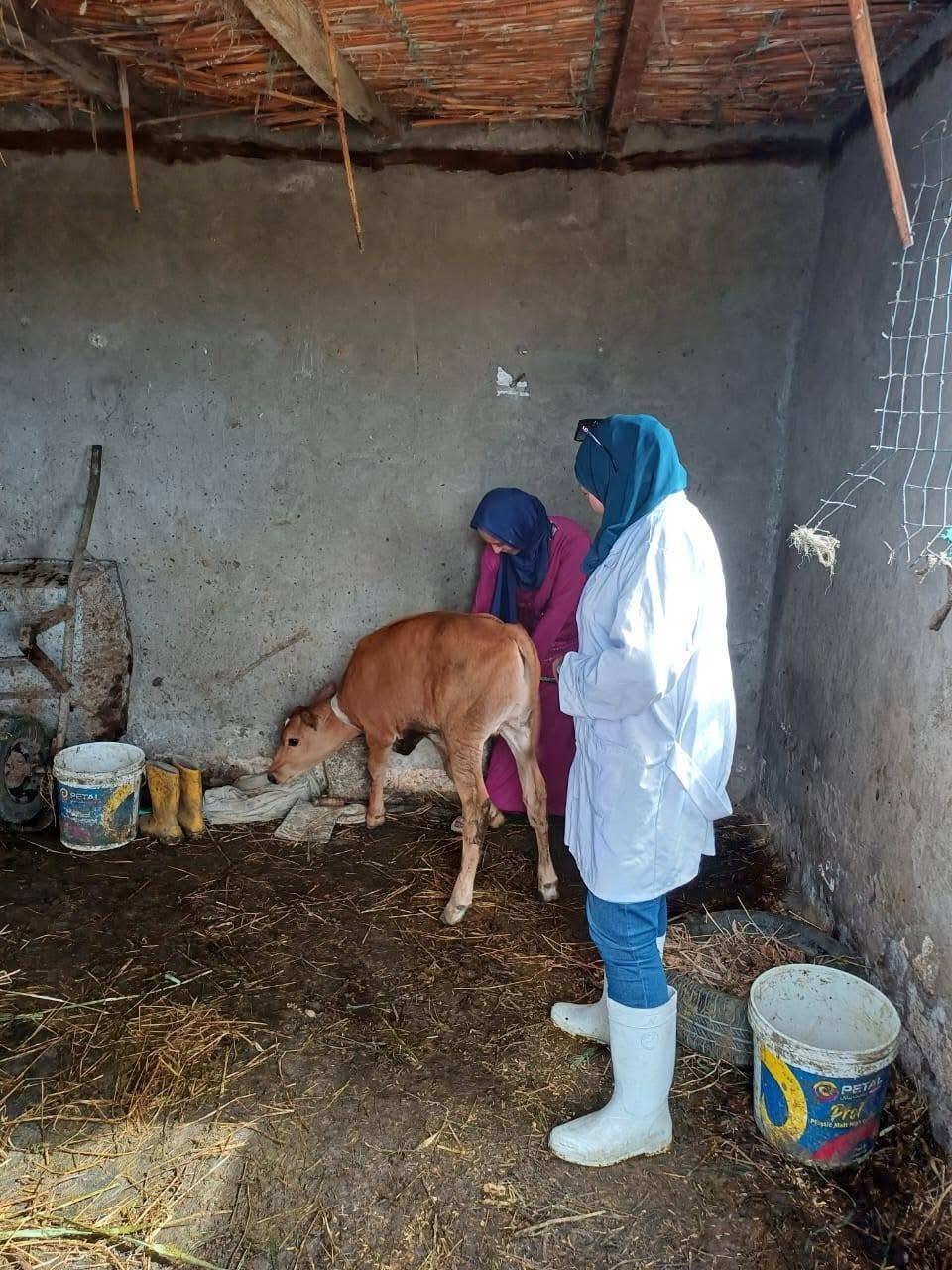 الجهود التنفيذية ببورسعيد 