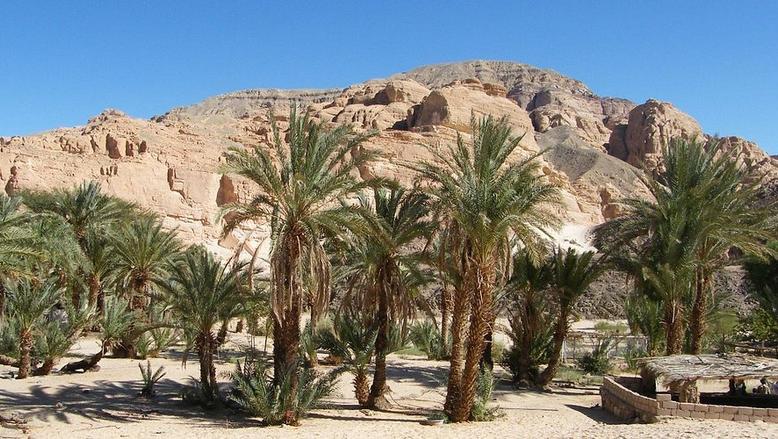 واحة عين خضراء بجنوب سيناء