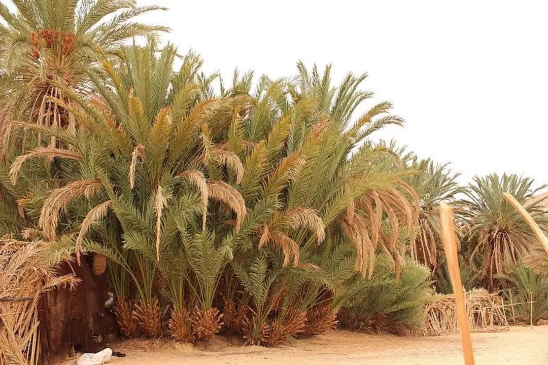 واحة عين خضراء بجنوب سيناء