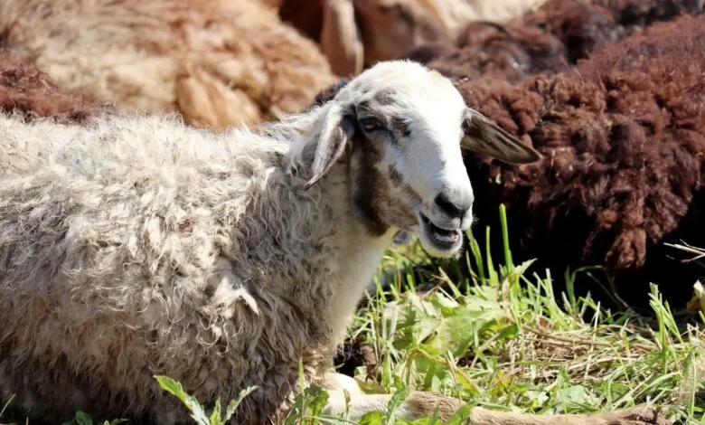 أسعار الأضاحي 2025