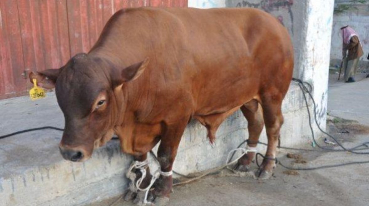 أسعار الأضاحي