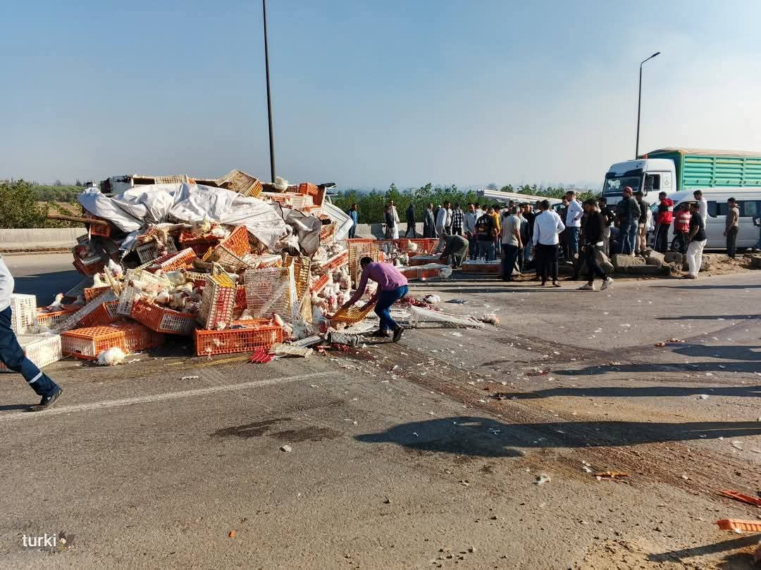 انقلاب سيارة نقل محملة بالفراخ على الطريق الإقليمي
