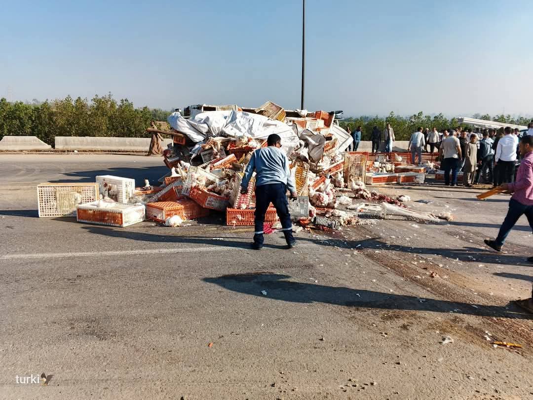 انقلاب سيارة نقل محملة بالفراخ على الطريق الإقليمي