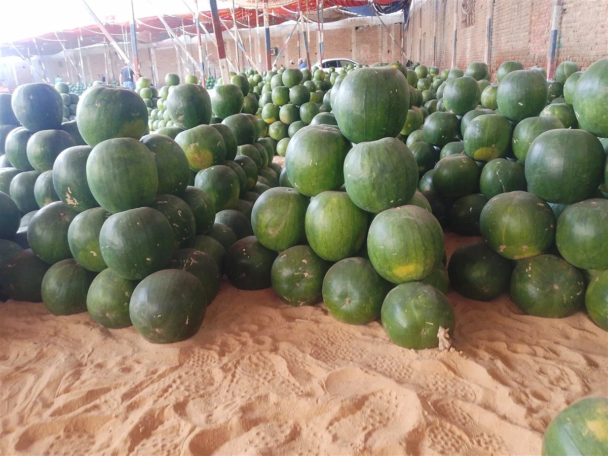  أسعار البطيخ بأسواق الدقهلية