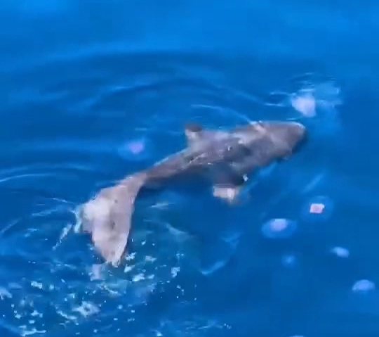 ظهور سمكة المولا مولا قبال سواحل مدينة الغردقة