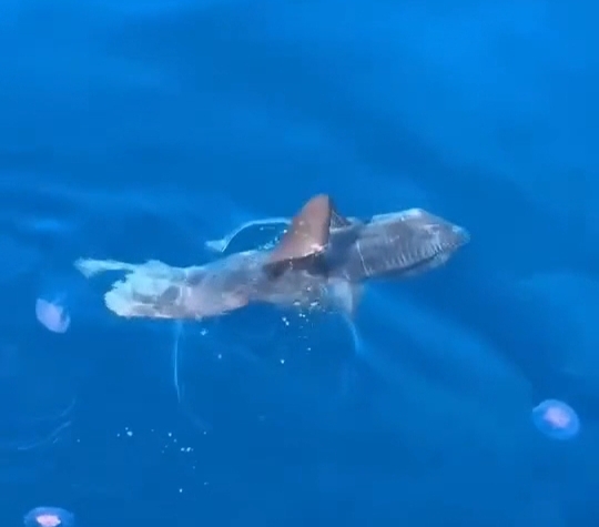 ظهور سمكة المولا مولا قبال سواحل مدينة الغردقة