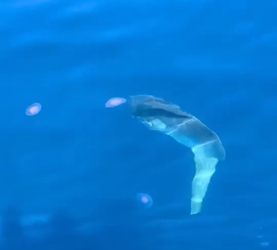 ظهور سمكة المولا مولا قبال سواحل مدينة الغردقة