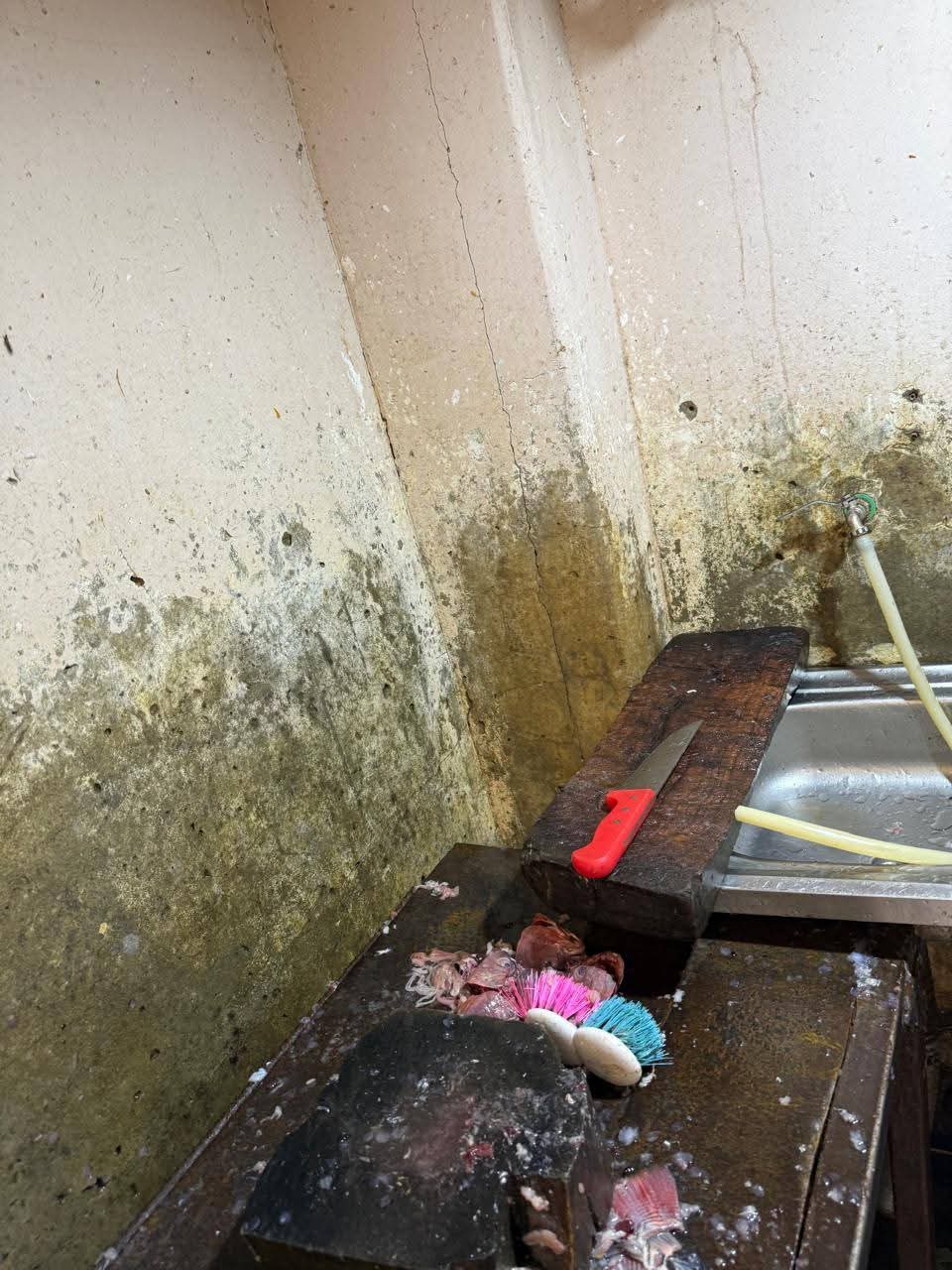 حملات صحة السويس