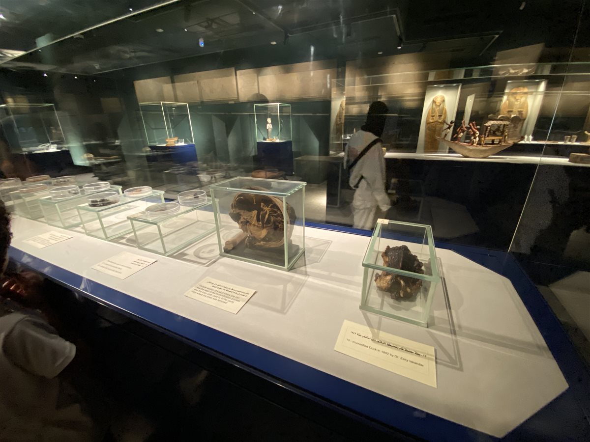 البطة المحنطة