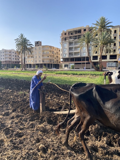أقدم حراث بقاري في الاقصر