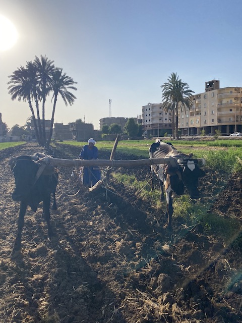 أقدم حراث بقاري في الاقصر