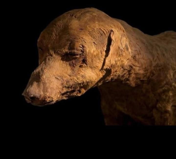 مومياء كلب صيد أليف