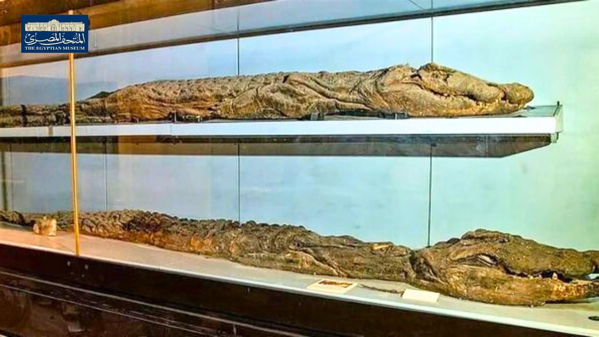 مومياوات لـ تمساح النيل العظيم