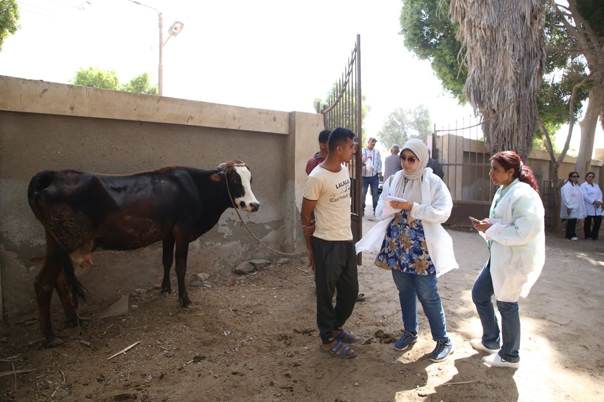 علاج 1045 حالة من الماشية بالمجان ضمن القافلة البيطرية بقرية الأعلام