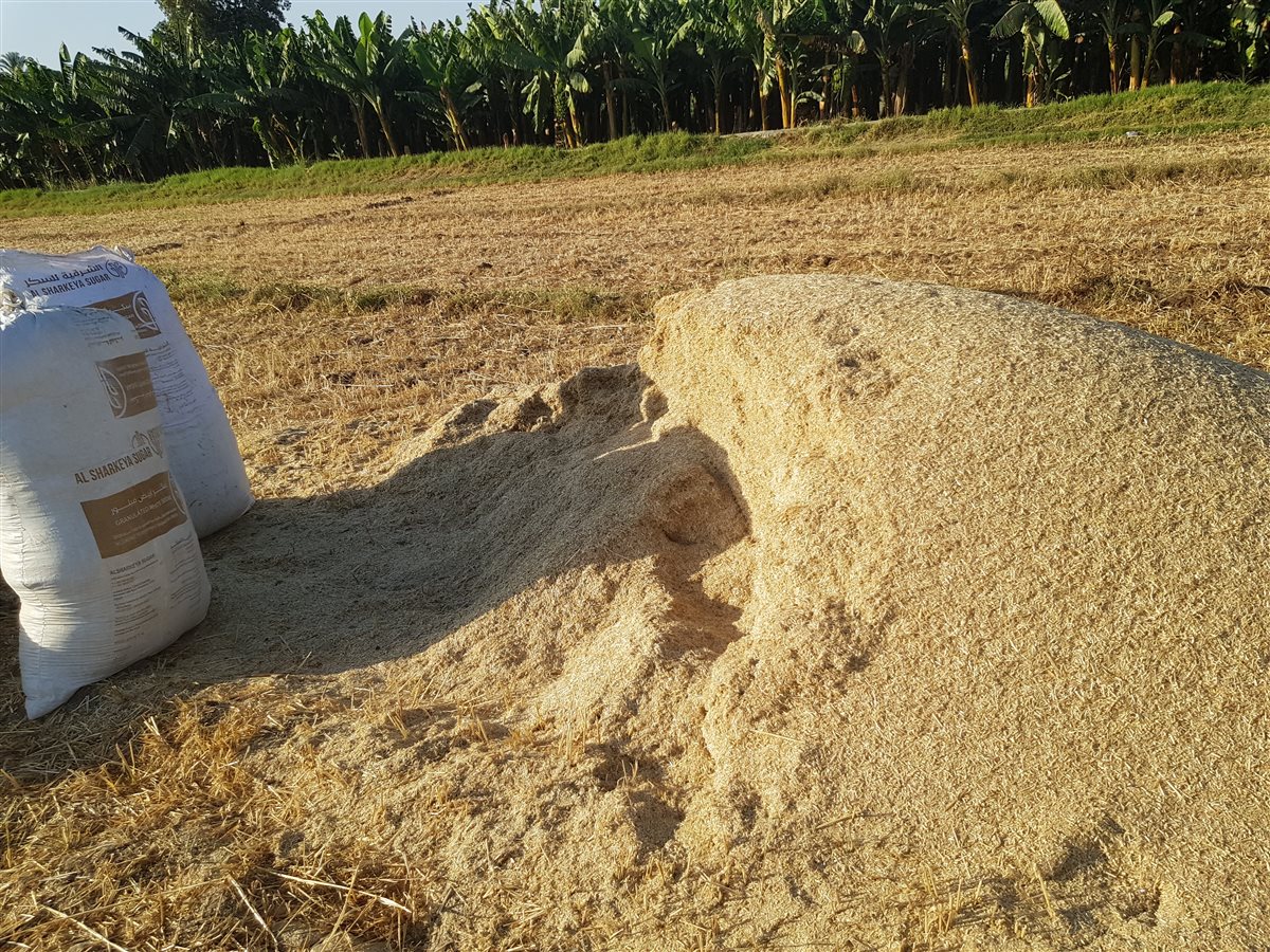 ارتفاع أسعار التبن في الاقصر