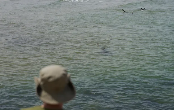 ظهور نادر لثاني أكبر سمكة قرش في العالم قبالة سواحل إسبانيا