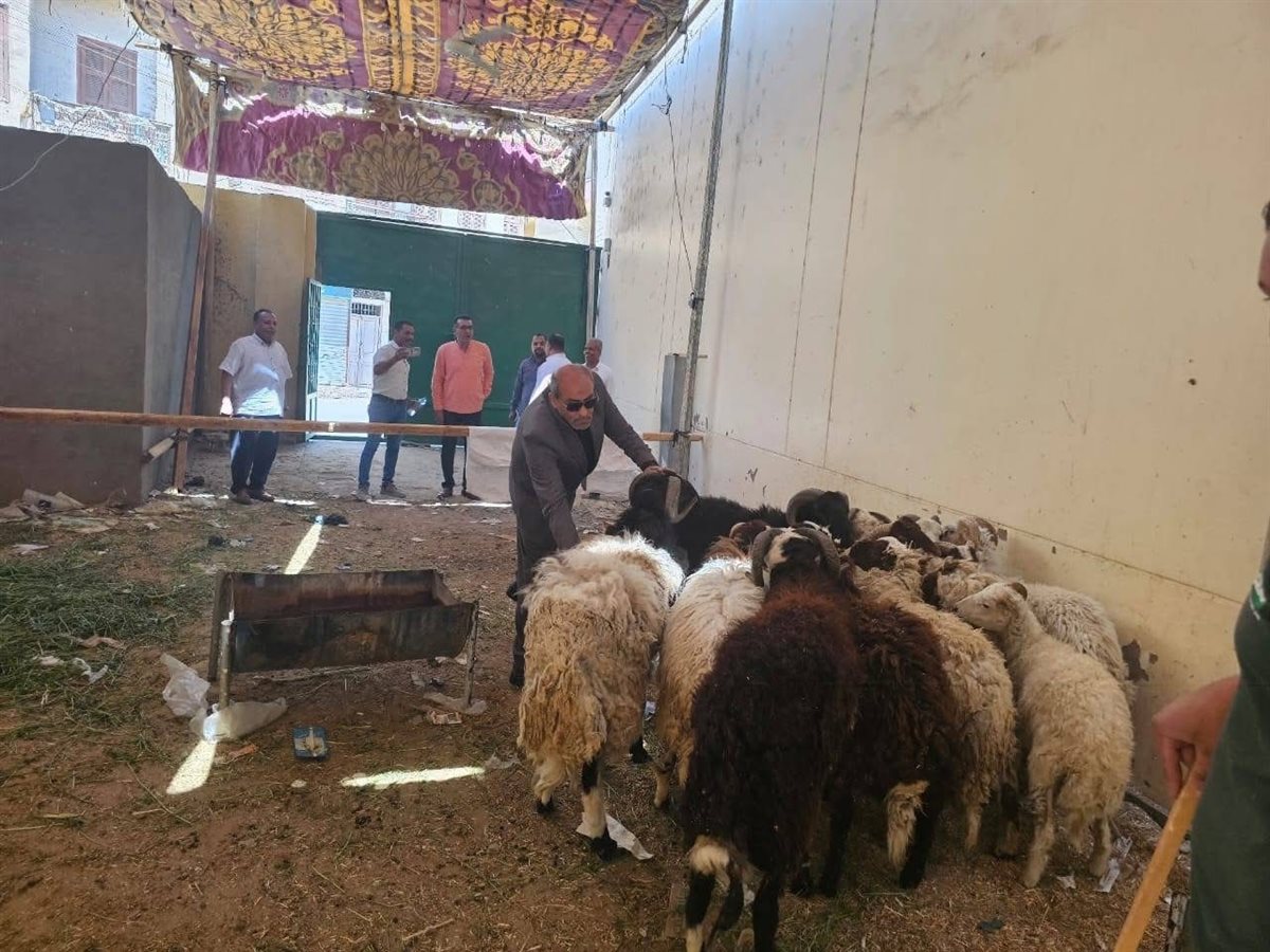 تموين الأقصر تعلن عن وصول خراف العيد