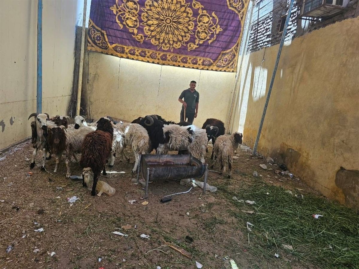 تموين الأقصر تعلن عن وصول خراف العيد