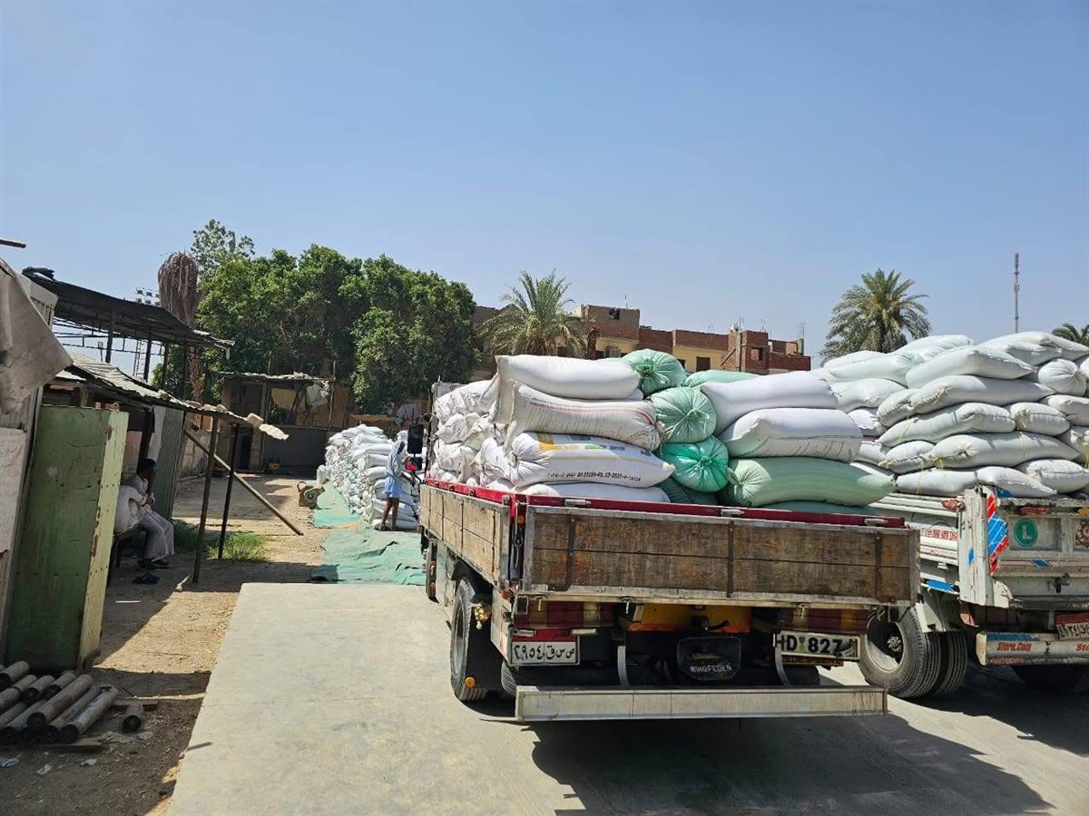 وفرة في القمح بالأقصر هذا العام