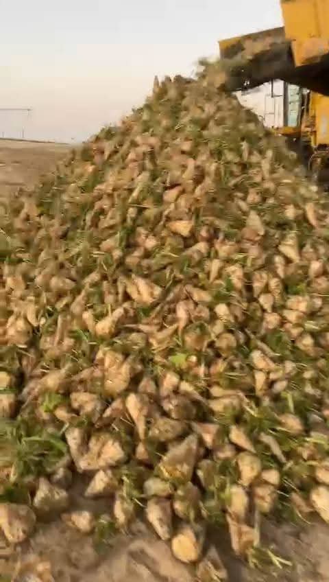 انطلاق موسم حصاد بنجر السكر في الوادى الجديد